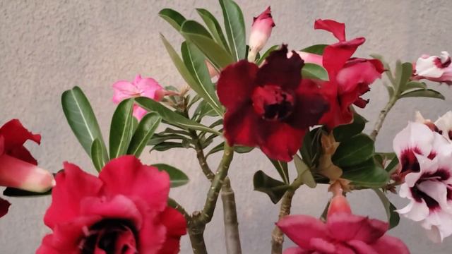 Saiba como essa Rosa do deserto com várias cores pode ser sua смотреть онлайн