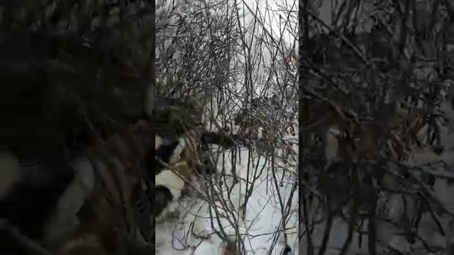 Охота на кабана. смотреть онлайн