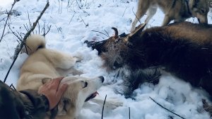 Охота на лося с ВОЛЭНДАМИ в Хабаровском крае‼️ Волэнды в деле.