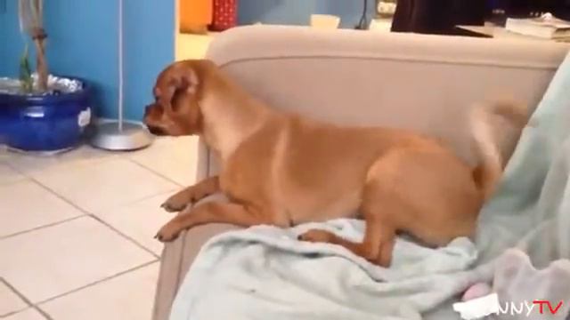 Коты чудят Самые смешные видео с котами Приколы с животными смотреть онлайн