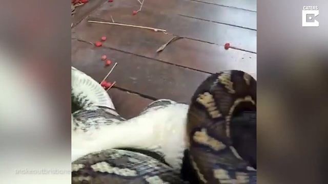 Carpet Python Tries To Eat Fruit Bat смотреть онлайн