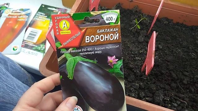 Всходы семян перца и баклажан.Сорта. #семена,#всхожестьсемян,#перецболгарский,#семенабаклажан. смотреть онлайн