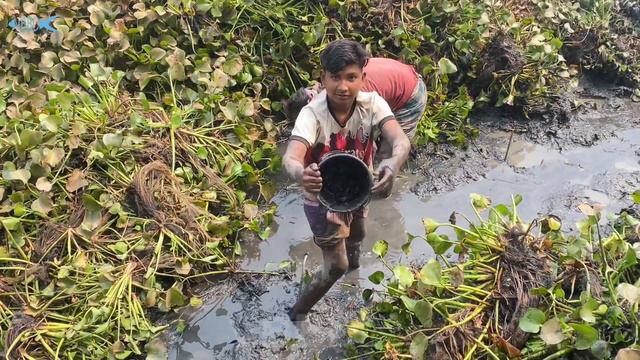 মামা বাগিনা মিলে খাল ছেঁচে অনেক জিওল মাছ ধরলো! Catching fish in canal with hand! Fishing videos! смотреть онлайн