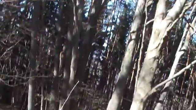 Березкин лес над столица Больгария в гора Витоша смотреть онлайн
