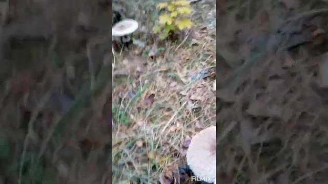 #ВидеоЗапискиМихалыча Поездка за Грибами 17 октября 2021года Шульгинский Лес смотреть онлайн