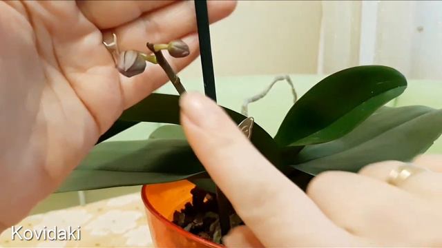 Процесс роста и цветения орхидеи фаленопсис смотреть онлайн