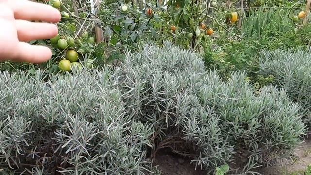 Здоровый Образ Жизни