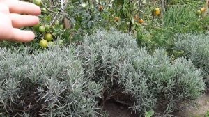 ЛАВАНДА. РАЗМНОЖЕНИЕ. ХОРОШИЙ СПОСОБ