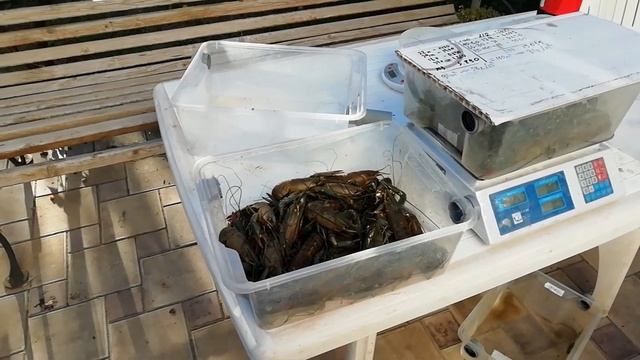Второй вылов рака из пруда