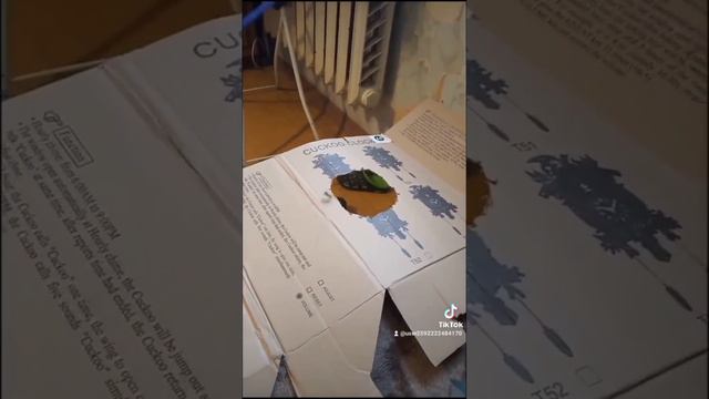 СМЕШНАЯ РЫБАЛКА 🐟 смотреть онлайн