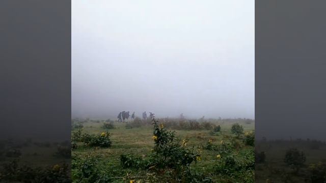 bukit savana daundau смотреть онлайн