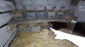 Гнёзда для уток! все НЕСУТСЯ В ОДНО ГНЕЗДО!! что делать??