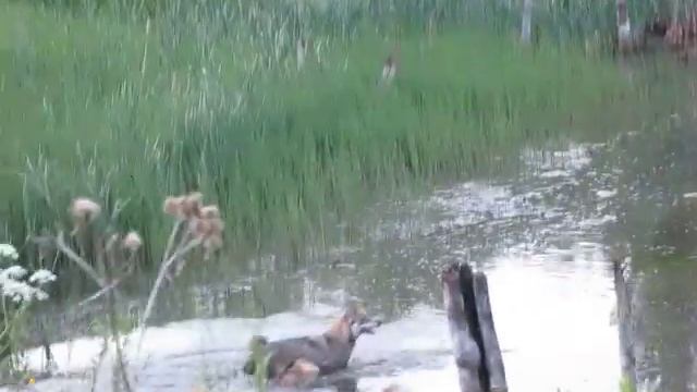 натаска собаки по утке смотреть онлайн