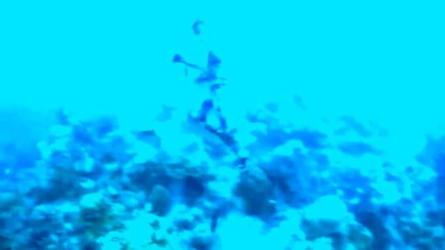 подводная охота смотреть онлайн