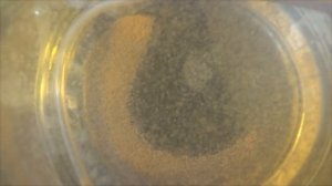 Замена инфузории найдена!) Кормление малька тернеции.