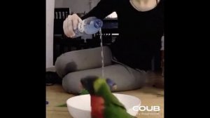 ПОДБОРКА ПРИКОЛОВ С ЖИВОТНЫМИ. КОРОТКИЕ ВИДЕОНАРЕЗКИ #Shorts (#7)