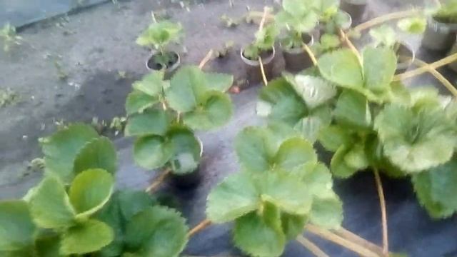 Обзор маточника садовой земляники на конец июля! смотреть онлайн