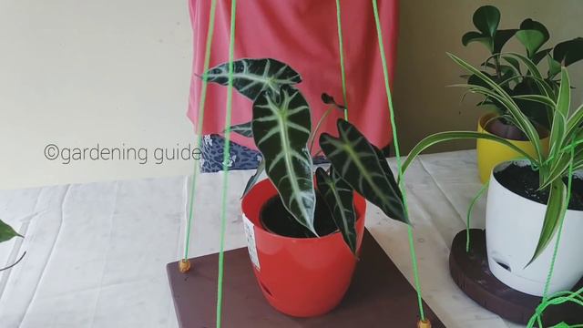5 Ways To Style Your Hanging Plants | DIY | Low Cost Methods