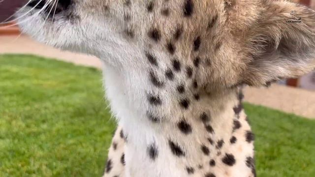 Гепард который не любит расчёску. Саша бегает за мокрой Гердой чтобы вычесать шерсть. смотреть онлайн