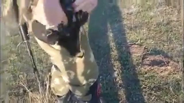 тренировка ополченчев ДНР и судя по видео будущих грузов 200 смотреть онлайн