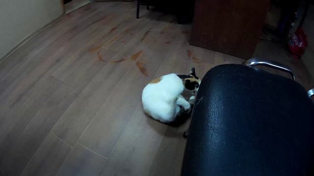 Дуськин хвост смотреть онлайн