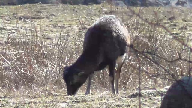 Благородные олени, муфлоны, лани смотреть онлайн