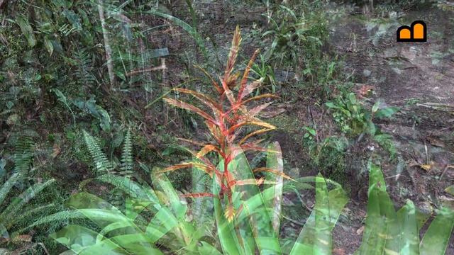 Ecuador - Podocarpus National Park смотреть онлайн