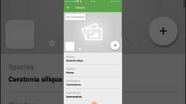 PlantSnap identifies a Ceratonia (Ceratonia siliqua) смотреть онлайн
