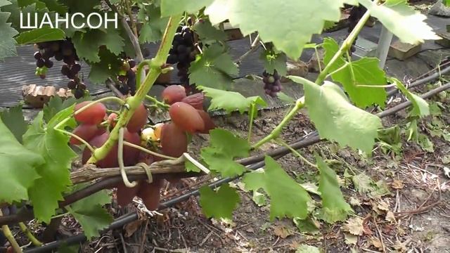 11.08.22 года, Заря Несветая, Невеста, Парижанка, Шансон, кишмиш Венус, кишмиш Юпитер, Портос смотреть онлайн