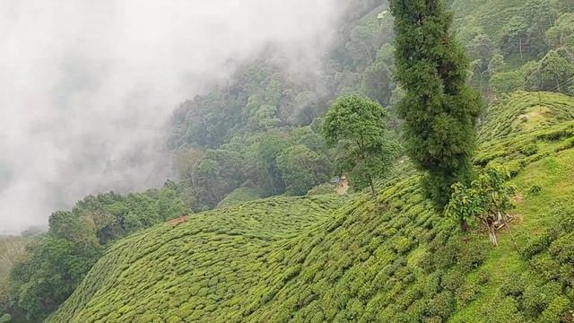 Darjeeling Budget Tour with Comfort  | Travel Guide | Episode - 2 смотреть онлайн