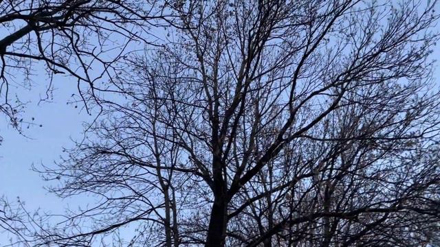 #влог Варшава, любимый парк, почему мне дают меньше лет смотреть онлайн