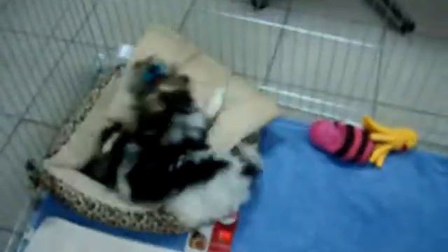 Экстра мини бивер девочка. Мини бивер мальчик. смотреть онлайн