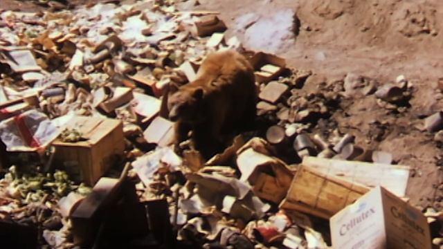 Black Bears - Yosemite Nature Notes - Episode 26 смотреть онлайн