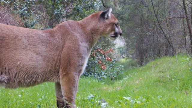 The Powerful Puma Screams!