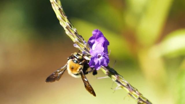 Что будет если есть мёд каждый день… смотреть онлайн