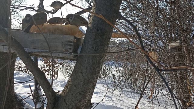 Что едят воробьи зимой. Эксперимент с белым хлебом смотреть онлайн