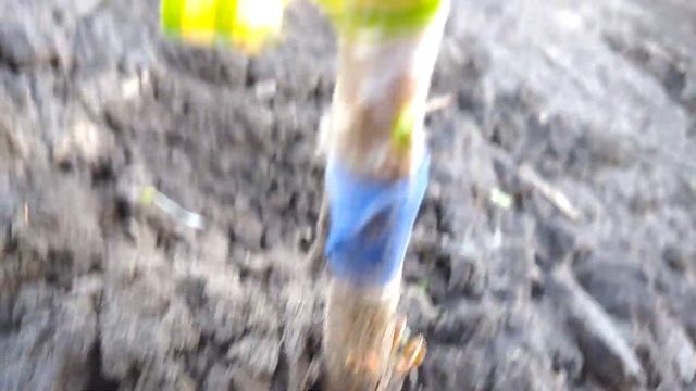 Результат весняного вічкування диплоідної сливи То Че Сан (TC SUN) 2021 смотреть онлайн