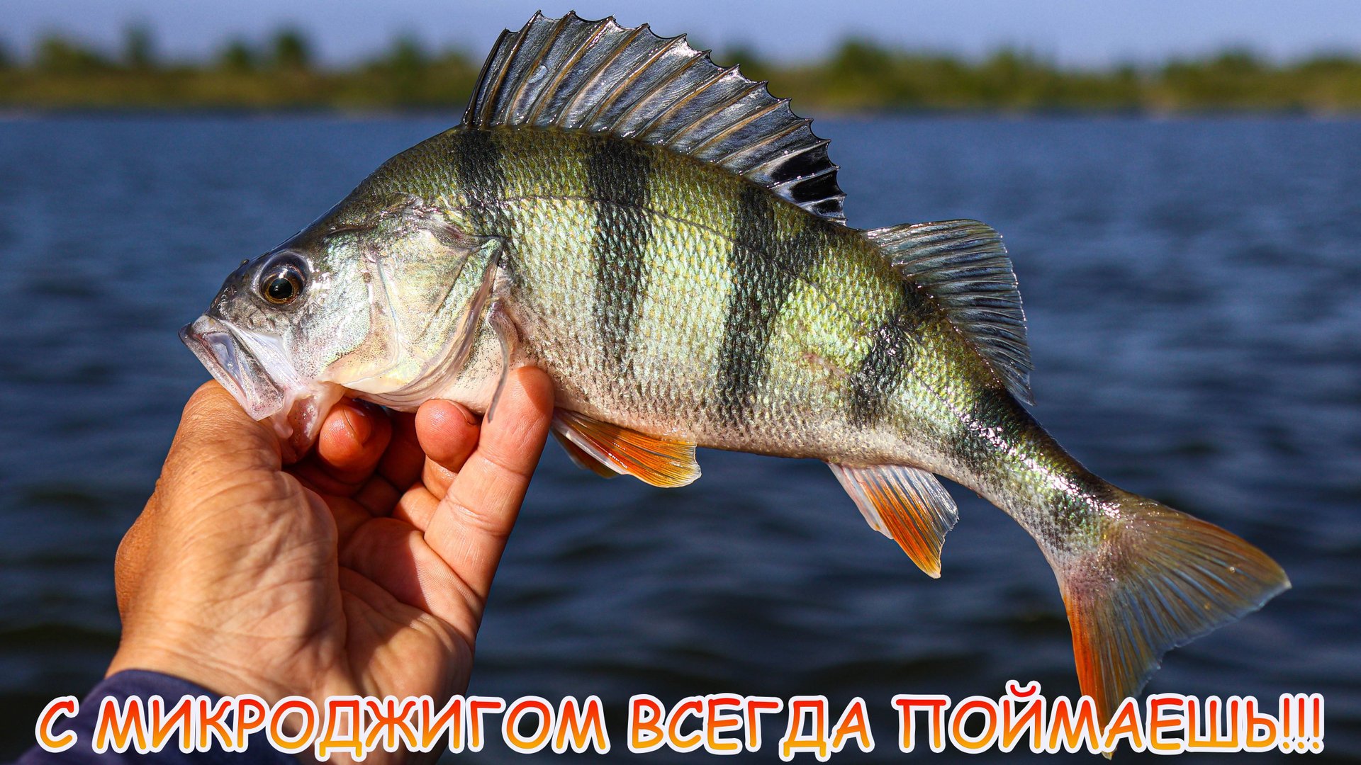 С МИКРОДЖИГОМ всегда поймаешь!!! Окунь, судак, густера, все ЖРУТ приманки!!! смотреть онлайн