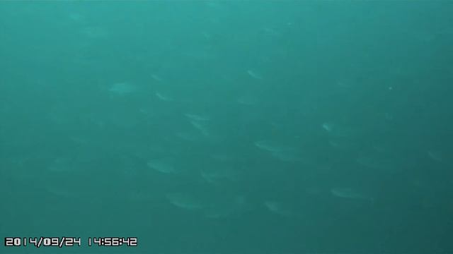 Seriola quinqueradiata смотреть онлайн