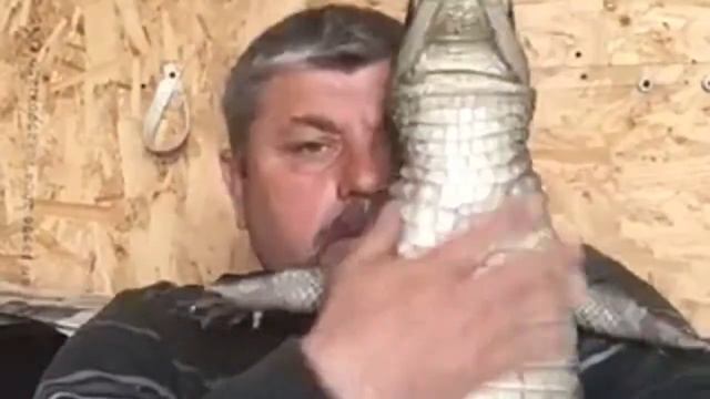 Крокодил кайман ручной Домашний тоха смотреть онлайн