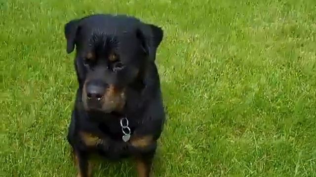 Rottweiler Perfection