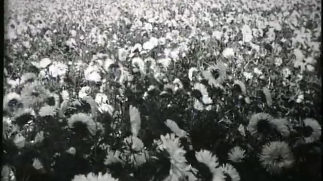 МАРИЯ КОДРЯНУ - "Цвети, земля моя"___Maria Codreanu - Blossom, my Land смотреть онлайн