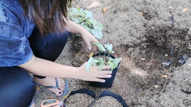 Syngonium plant Care|How to propagate(Syngonium Emperial white) |Syngonium plants|Paano kumita смотреть онлайн