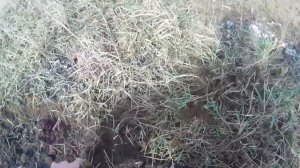 Плоскорез фокина против пырея