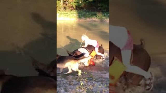 Оседлала пятачка              
#shorts