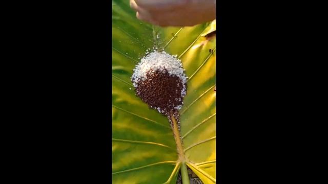 Make your own soil for mature lophophoras, by Precious Cactus смотреть онлайн