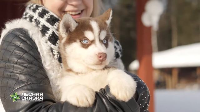 Хаски-туры. На собачьих упряжках в Карелии. смотреть онлайн