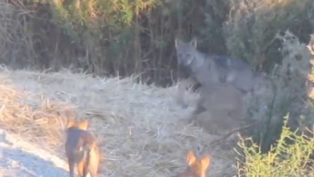 Iberian wolves cubs ( Canis lupus signatus) Lobo ibérico: cachorros смотреть онлайн