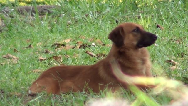 Testes Sony HDR-CX150: Zoom e Qualidade; Cochorro no Gramado; Video 1 Sem Edição смотреть онлайн