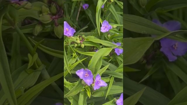 Традесканция садовая . Синева смотреть онлайн